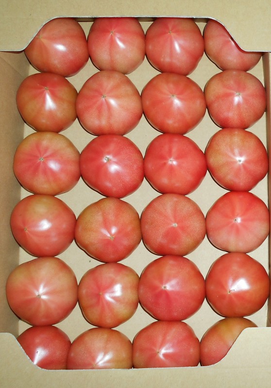 市貝町の特産、うま味のあるトマト。